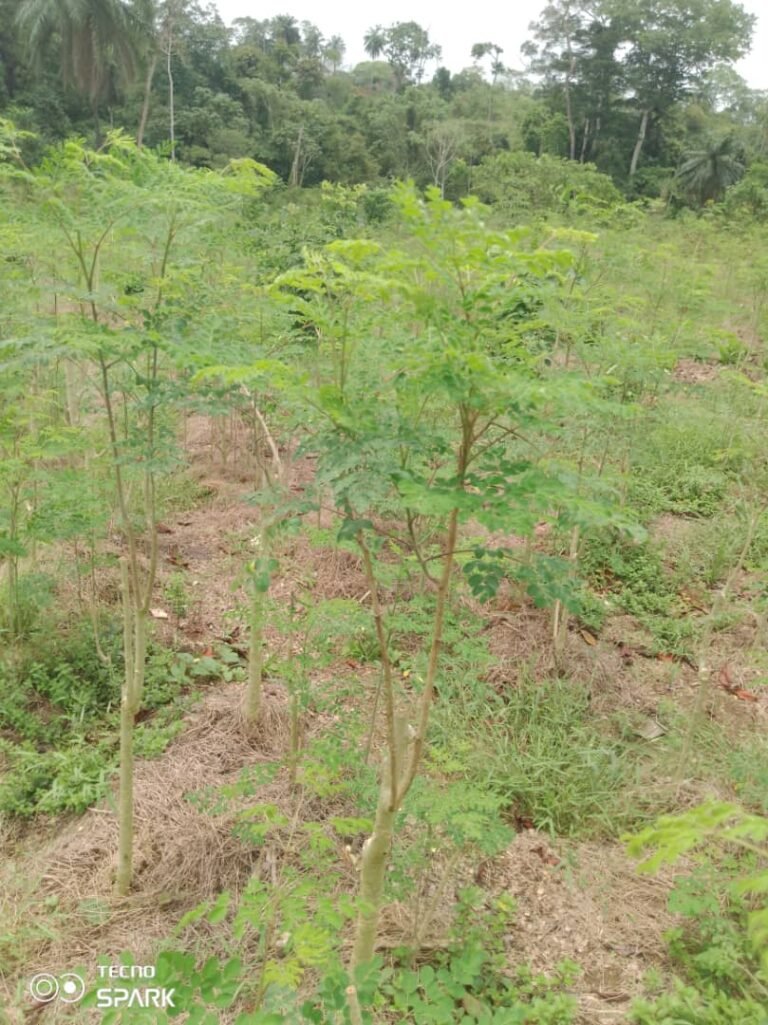 Champs de demoringa mawanda edea