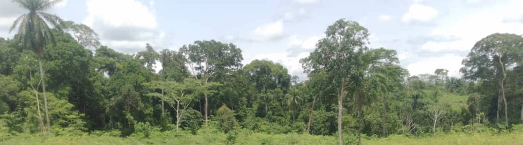 mawanda moringa paysage foret